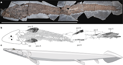 Fósil de Pez antiguo, revela origen evolutivo de la mano humana
